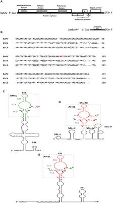 Interfering Satellite RNAs of Bamboo mosaic virus